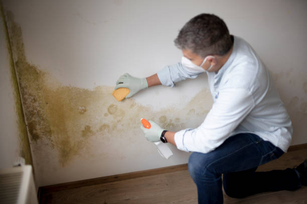 Best Comprehensive Air Testing for Mold Contaminants  in Spring Creek, NV